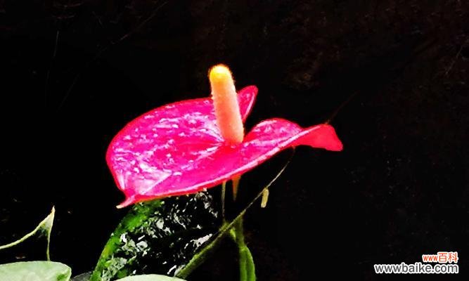 美丽与坚强的化身——火鹤花 火鹤花的寓意与象征意义