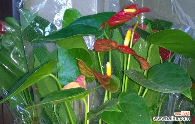 美丽与坚强的化身——火鹤花 火鹤花的寓意与象征意义