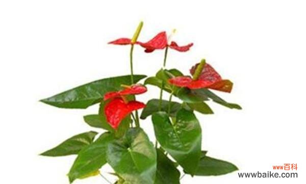 探寻火鹤花的象征意义及应用领域 火鹤花花语