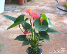 探究火鹤花的文化内涵及象征价值 火鹤花的寓意与象征意义