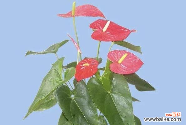 以翱翔之姿传递祝福与美好 火鹤花语