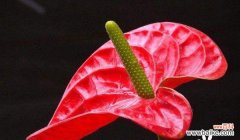 以翱翔之姿传递祝福与美好 火鹤花语