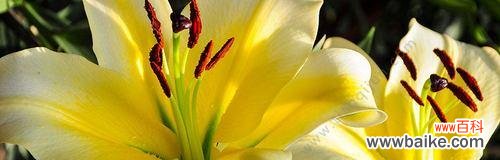 探寻火花兰的花语 火花兰花语