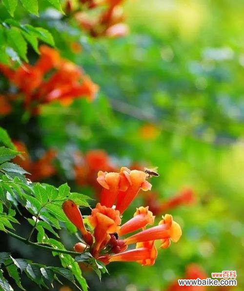 探寻火花兰的花语 火花兰花语