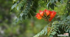 揭秘火焰木花的传说与奇迹 火焰木花——传说中的神秘之物