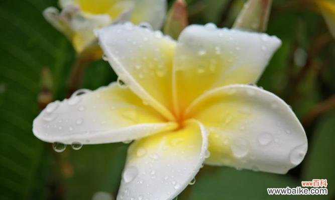 揭秘鸡蛋花的花语和迷人之处 鸡蛋花