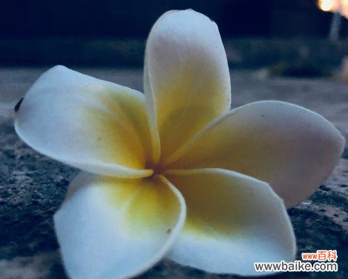 揭秘鸡蛋花的花语和迷人之处 鸡蛋花