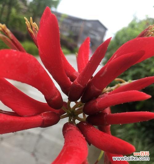侗族吉祥花有哪些寓意？侗族文化中的花象征什么？