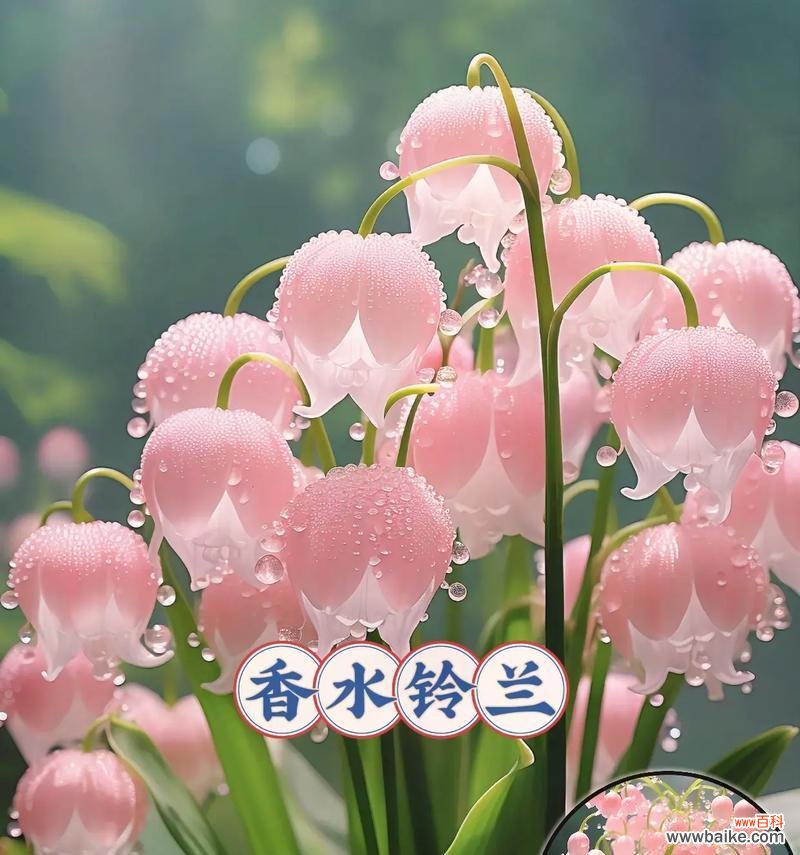 刀象征幸福的花是什么?