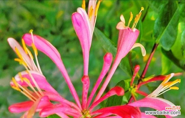 哪种花象征干净坚韧的爱情?干净坚韧爱情的花卉代表是什么?