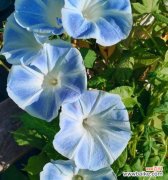 送兰色的花寓意是什么？蓝色花在送礼中有何特殊含义？