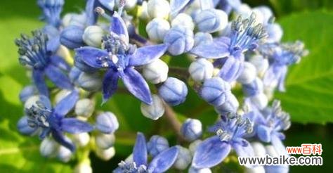 送兰色的花寓意是什么？蓝色花在送礼中有何特殊含义？