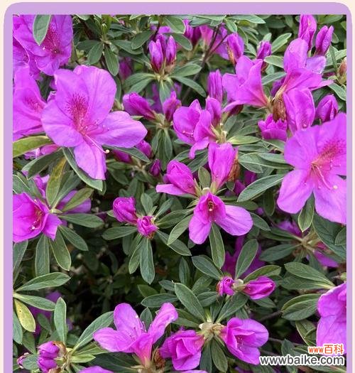 哪些花象征着不好的爱情?它们的寓意是什么?