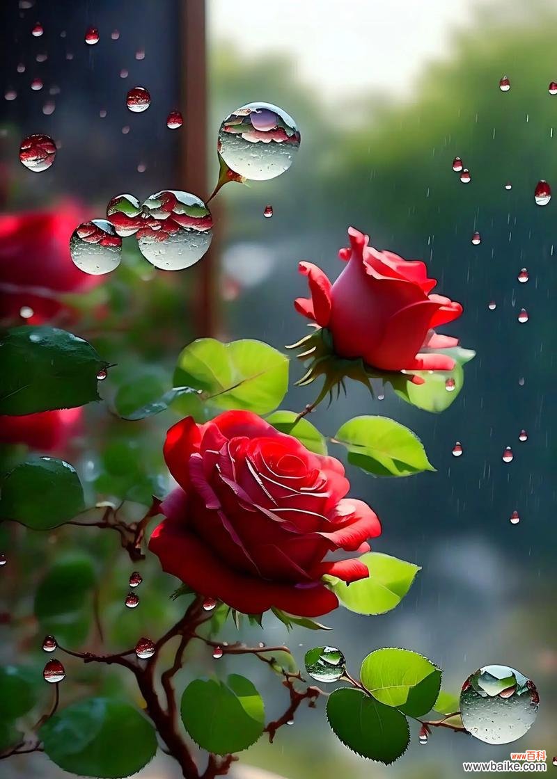 哪些花象征着不好的爱情?它们的寓意是什么?