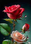 哪些花象征着不好的爱情？它们的寓意是什么？