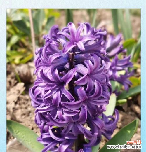 神话里的花有什么寓意?这些花在神话中扮演什么角色?