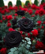 黑色花系列的花语是什么？黑色花的寓意有哪些？