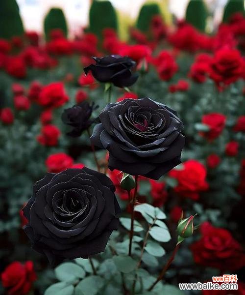 黑色花系列的花语是什么?黑色花的寓意有哪些?