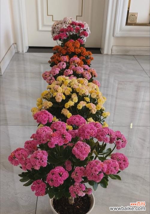 长寿大花象征什么？长寿大花的美好寓意句子有哪些？