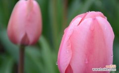 探寻郁金香的寓意与象征意义 郁金香