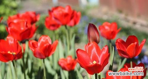 揭示郁金香背后的深层含义 郁金香的寓意和象征