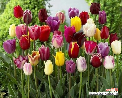 揭示郁金香背后的深层含义 郁金香的寓意和象征