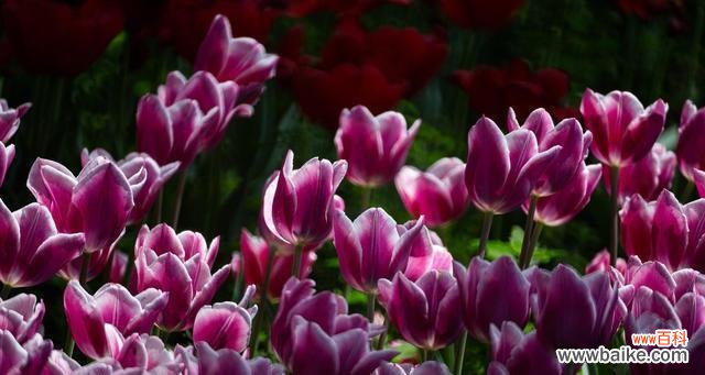 探寻紫色郁金香花语的魅力与意义 紫色郁金香花语