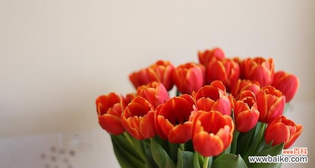 探寻紫色郁金香花语的魅力与意义 紫色郁金香花语