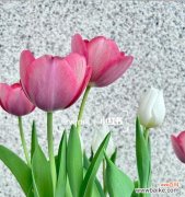 揭秘郁金香各色花语与心灵寄托 郁金香的花语与寓意