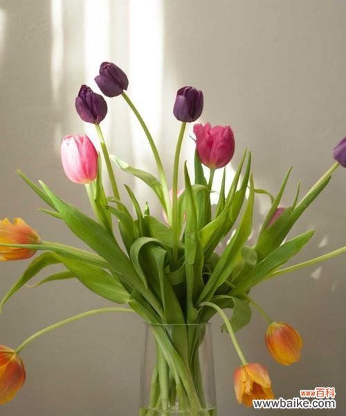 揭秘郁金香各色花语与心灵寄托 郁金香的花语与寓意