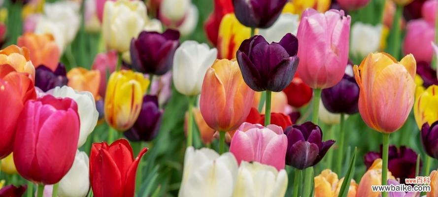 揭示郁金香所传达的深刻含义 郁金香的寓意与象征