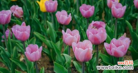 揭示郁金香所传达的深刻含义 郁金香的寓意与象征