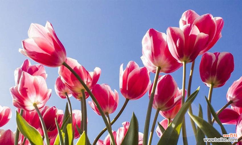 揭示郁金香所传达的深刻含义 郁金香的寓意与象征