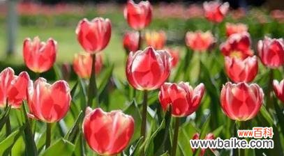 传递奢华与神秘的紫色郁金香花语 紫色郁金香花语与寓意——昂贵、神秘与尊贵