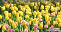 探究白色郁金香所蕴含的象征与美好 白色郁金香的花语与寓意