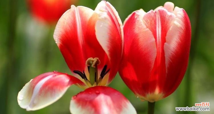 探索郁金香花的神秘之语,感悟生活的丰富内涵 《郁金香花语与其代表的意义》