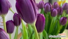 探索郁金香花的神秘之语，感悟生活的丰富内涵 《郁金香花语与其代表的意义》