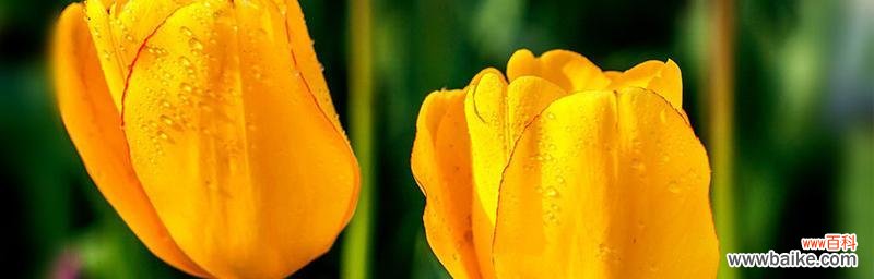 探索郁金香的花语及其文化内涵 郁金香花语及其象征意义