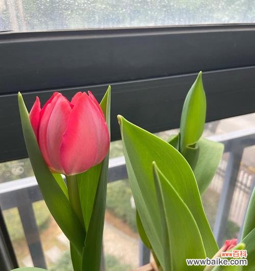 打造绚丽花坛,享受春日花海 郁金香花期养护指南