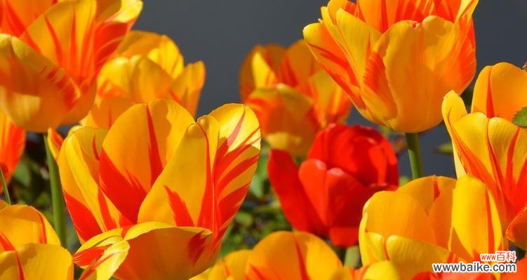 探寻郁金香的象征意义与文化遗产 郁金香