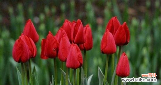 探寻郁金香的象征意义与文化遗产 郁金香