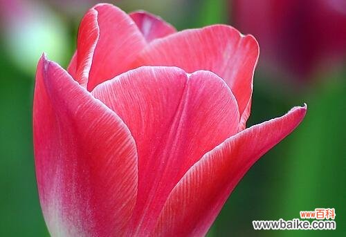 探寻郁金香的象征意义与文化遗产 郁金香