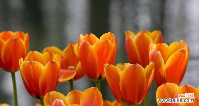 郁金香的花语和美丽绽放 郁金香——花开春天的诗篇