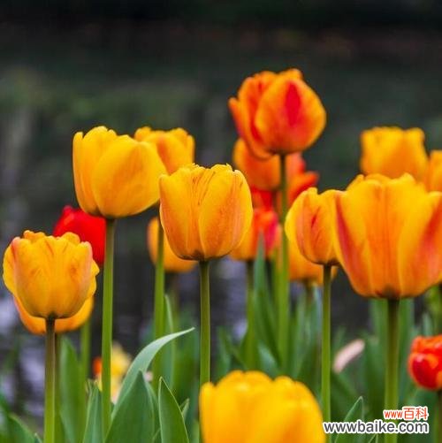 郁金香的花语和美丽绽放 郁金香——花开春天的诗篇