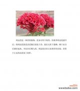 以花语为主线 鸡冠花花语