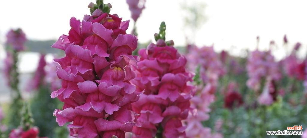 探索姬金鱼草的花语和象征意义 以姬金鱼草之花语-寓意爱的陪伴