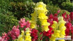 探索姬金鱼草的花语和象征意义 以姬金鱼草之花语-寓意爱的陪伴