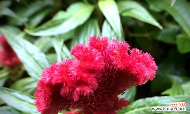 鸡冠花的花语 鸡冠花的花语