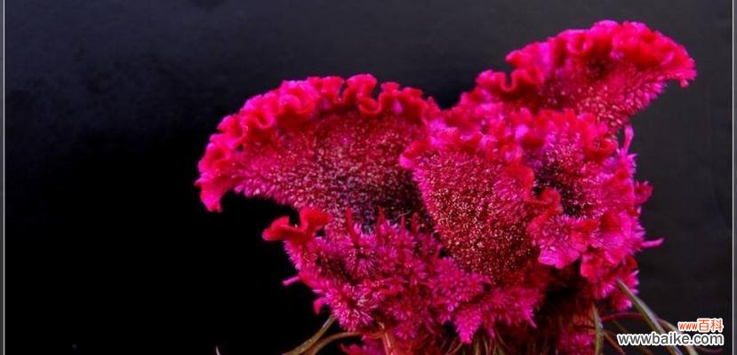 鸡冠花的花语 鸡冠花的花语