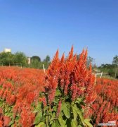 鸡冠花的花语 鸡冠花的花语
